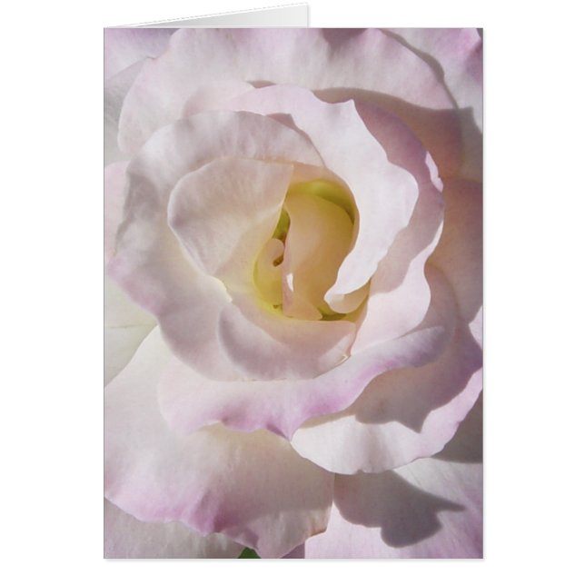 Peace Rose Card (Front)