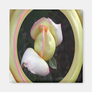 Peace Rose Love.... Magnet