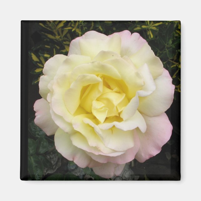 Peace Rose Magnet (Front)