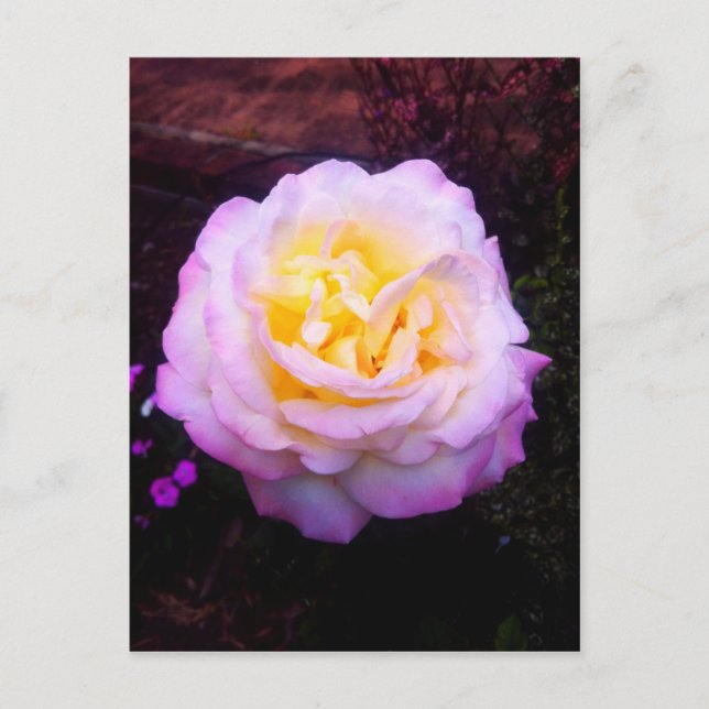 "Peace" Rose Postcard (Front)