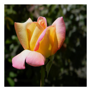 Peace Rose... Poster