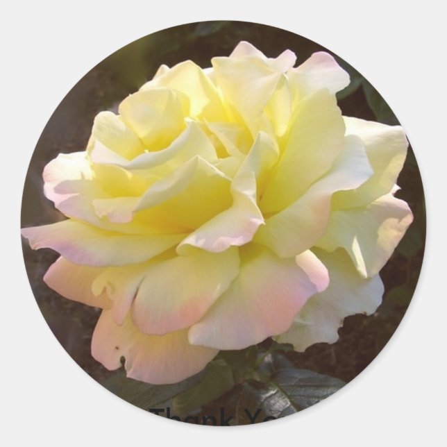 Peace Rose sticker (Front)