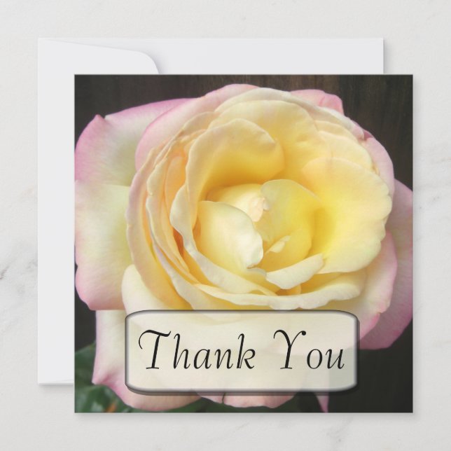 Peace Rose Thank You Cards (Front)