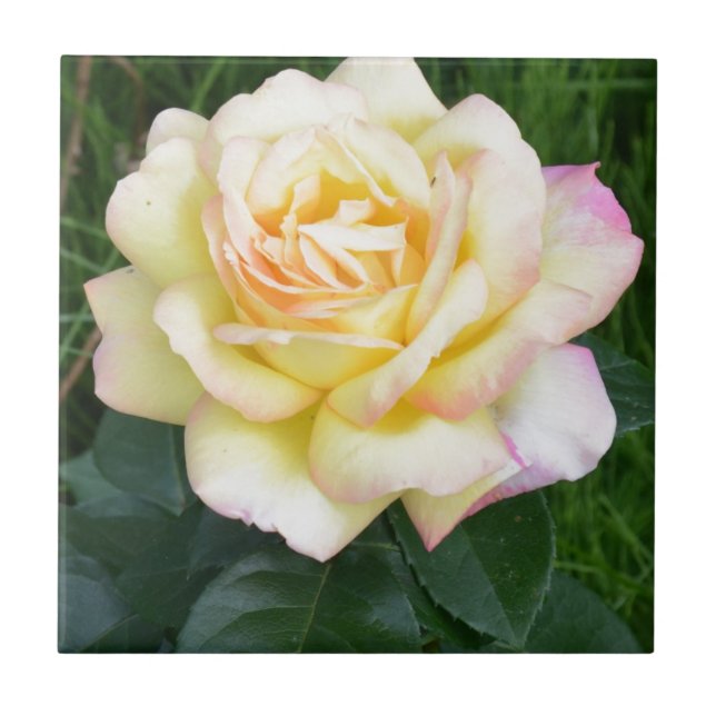 Peace rose tile (Front)