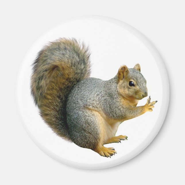 Peace Squirrel Magnet (Front)