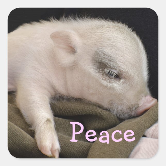 Peace Sticker with Piggy Design (Front)