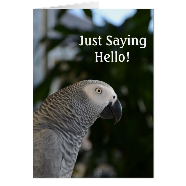 Peaceful African Grey (Front)