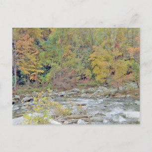 Peaceful Area In The Middle of the Woods Postcard
