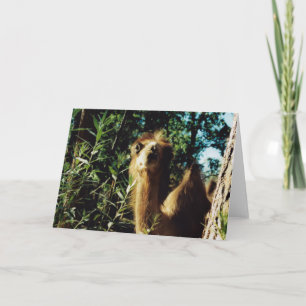 Peaceful Baba Card