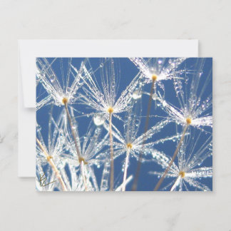 Peaceful Blue and White Dandelion With Dew Postcard