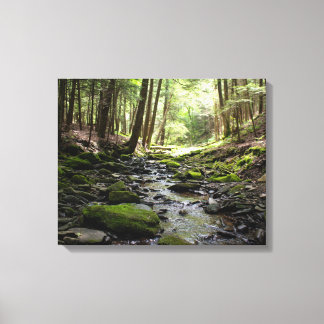 Peaceful Brook in the Woods Canvas Print