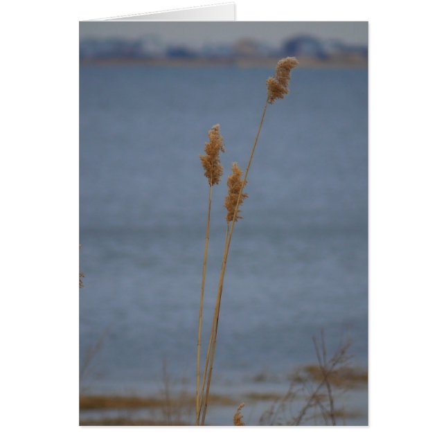 Peaceful Card (Front)