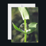Peaceful Close Up Dew on Clover Nature Meditation Postcard<br><div class="desc">A tiny little clover holds a giant drop of dew, just like Atlas who held up the earth. This itty-bitty clover stood only three inches off the ground, but still she carried the world. Soothing, peaceful and inspirational, this beautiful nature print tells a story of strength and determination. Frame, mail,...</div>
