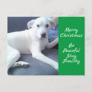 Peaceful Cute White Dog Sitting With Dad Green Postcard