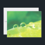 Peaceful, Elegant, Dew Drops on Leaf Nature Postcard<br><div class="desc">Water drops rest on the curve of a leaf at the end of a remarkable journey, in this soothing, spiritual, postcard print Snail Mail lives and these beautiful, colorful, nature note cards make for gorgeous stationary! This is a very intense photo for me. I see triumph, struggle, exhalation and exhaustion...</div>