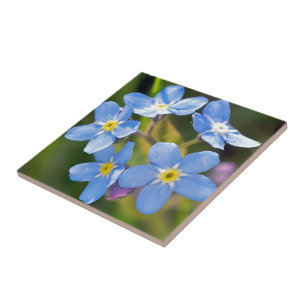 Peaceful Floral Forget Me Not Tile