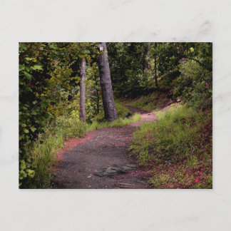 Peaceful Forest Trail on Mount Lemmon Postcard