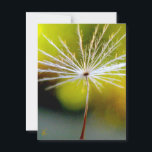 Peaceful, Golden, Dandelion Seed, Nature Postcard<br><div class="desc">A single dandelion seed gets ready to fly in this peaceful, encouraging, nature spirit story. I love New Soul! How peaceful, how resolved, how ready. Calm in its confidence this little seed needs only a gentle breeze to let go and lift off. The world awaits! Postcard Prints are high end,...</div>