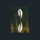 Peaceful Great White Egret with Reflection Canvas Print<br><div class="desc">A beautiful photograph of the great white egret with its reflection. The image was taken by Ian Wickison and all rights are reserved. Ardea Alba is its Latin name and they are a bird that is widespread. This image was taken in Brazil. The bird is relaxed and seems to be...</div>