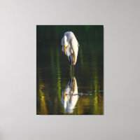 Peaceful Great White Egret with Reflection