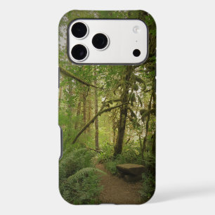 Peaceful Green Forest Trail Washington
