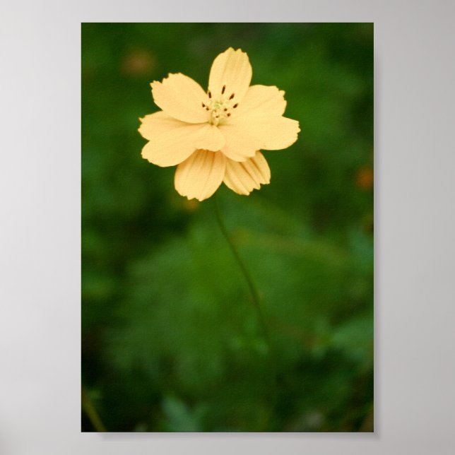 Peaceful Harmony Poster (Front)