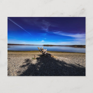 Peaceful Landscape with Driftwood Blue Sky Postcard