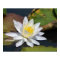 Peaceful Lotus for a space that needs Zen
