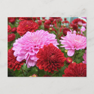 Peaceful Morning Glory Postcard