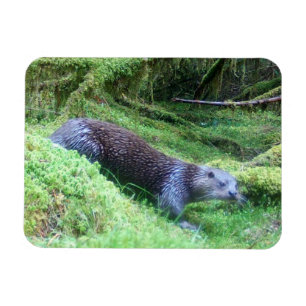 Peaceful Otter Riverside Nature Wildlife Calm Magnet