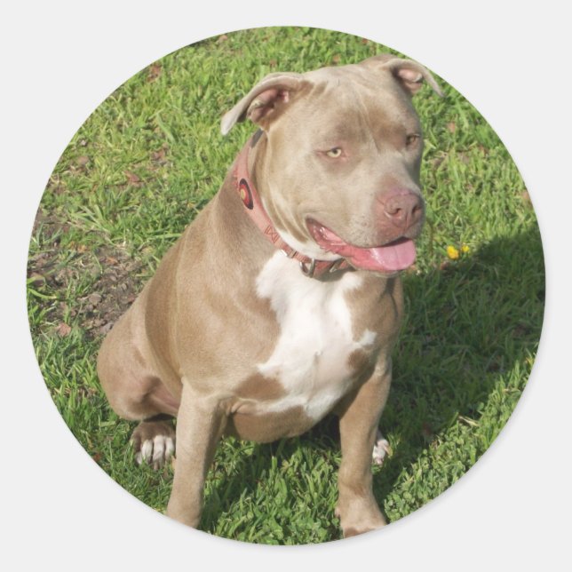 Peaceful Pitbull Classic Round Sticker (Front)