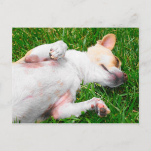 Peaceful Pup Postcard