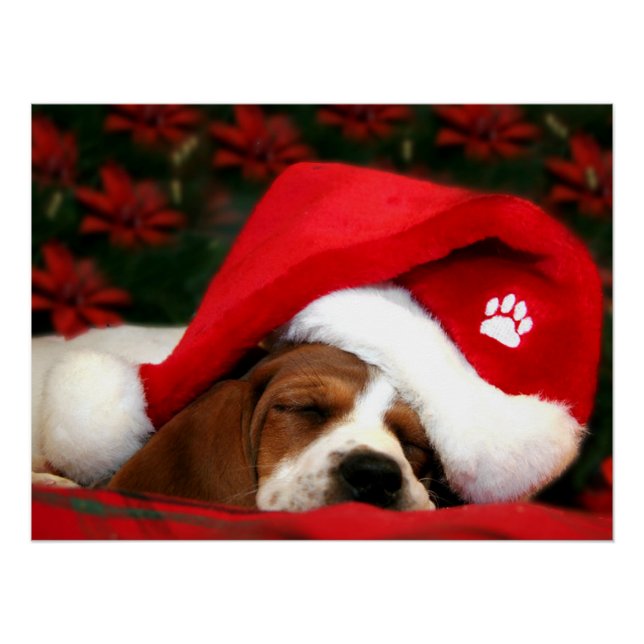 Peaceful Puppy   Poster (Front)