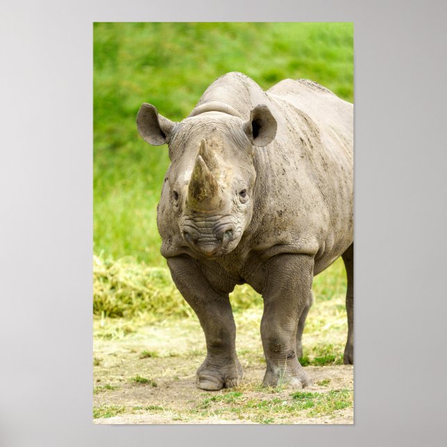 Peaceful Rhino Poster (Front)
