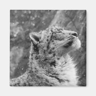 Peaceful Snow Leopard Magnet