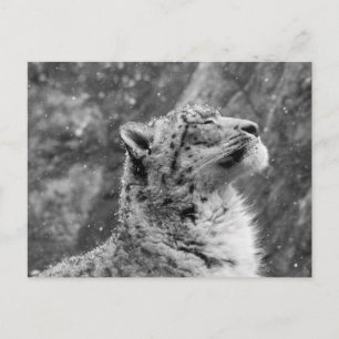 Peaceful Snow Leopard Postcard