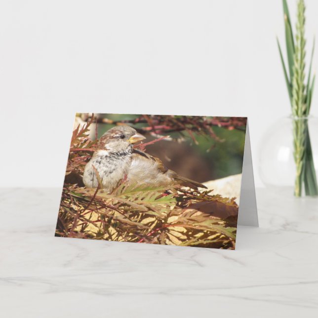 Peaceful Sparrow Greeting Card (blank inside) (Front)