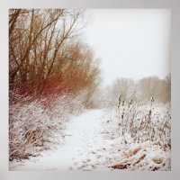 Peaceful Winter Path