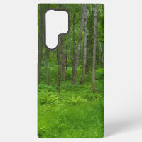 Peaceful Woodland Nature Aesthetic