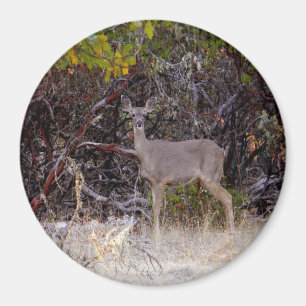 Peacefully.... Magnet