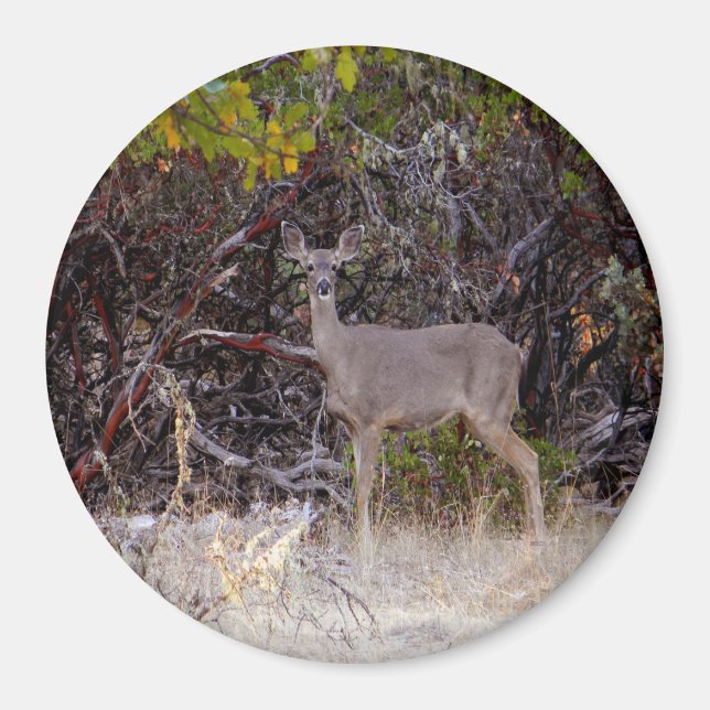 Peacefully.... Magnet (Front)