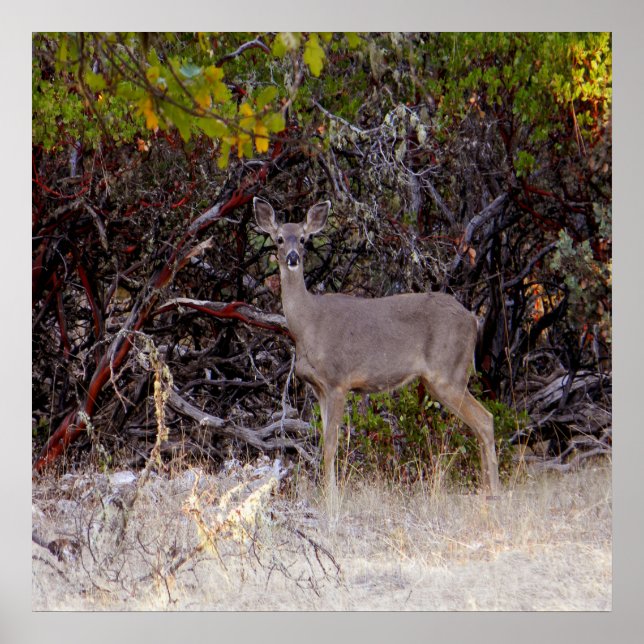 Peacefully... Poster (Front)
