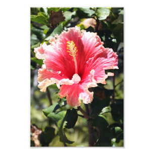 Peach and Pink Hibiscus Tropical Flower Photo Print