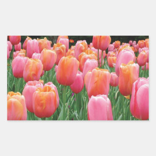 Peach and Pink Tulips Rectangular Sticker
