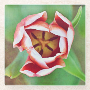 Peach and White Tulip Glass Coaster