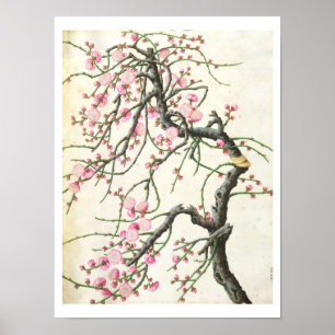 Peach blossom (colour on paper) poster