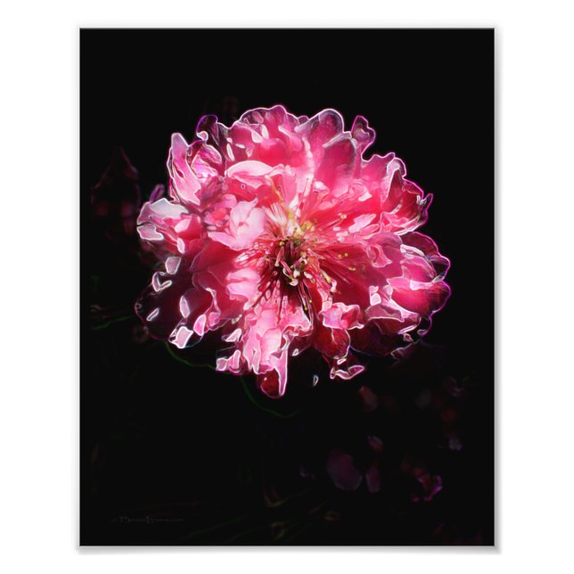 Peach Blossom Flower Photo Print (Front)