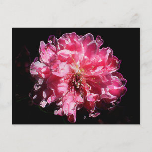 Peach Blossom Flower Postcard