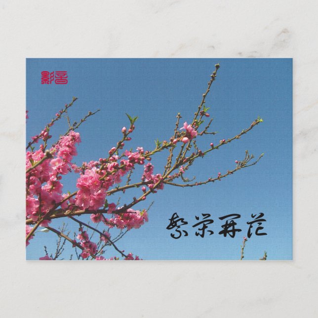 Peach Blossom Tree Postcard (Front)