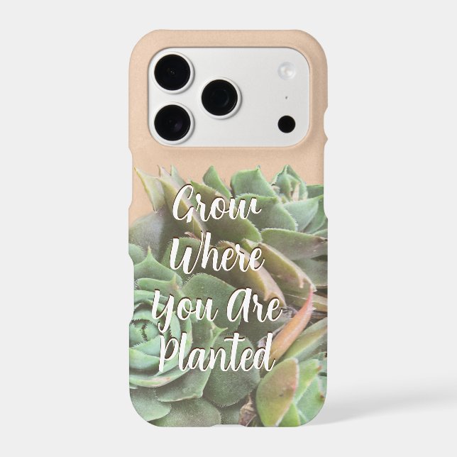 Peach Blush Succulent Choose your colour (Back)